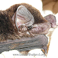 Miniopterus schreibersii